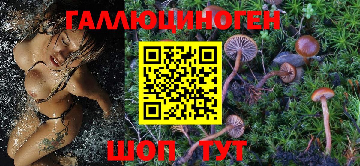 Псилоцибиновые грибы Psilocybe  Вход с VPN  Протвино 